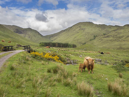 Hochlandrinder auf einer Wiese vor bewölktem Himmel, Schottland, UK - HUSF00063