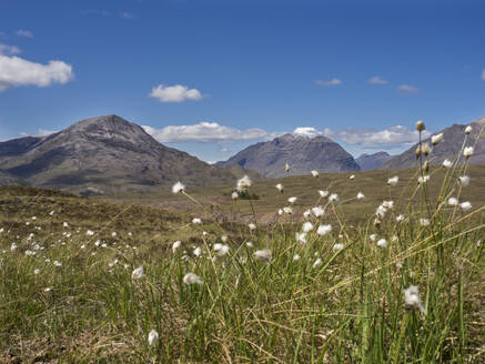 Baumwollpflanzen auf dem Land vor blauem Himmel an einem sonnigen Tag, Schottland, UK - HUSF00068