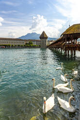 Swans on Reuss river against Chapel bridge in Lucerne, Switzerland - PUF01710