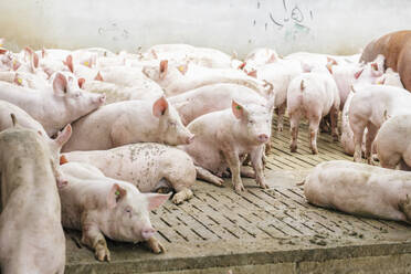 Schweine auf Hartholzboden im Schweinestall - DAWF00931