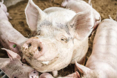 Nahaufnahme von Schweinen im Schweinestall aus hohem Winkel - DAWF00933