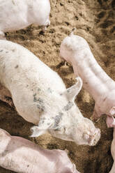 Hochformatige Ansicht von Schweinen im Schweinestall - DAWF00934