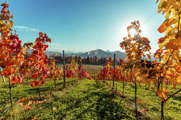 Blick auf einen Weinberg mit Bergen im Hintergrund vor blauem Himmel an einem sonnigen Tag, Österreich - DAWF00950