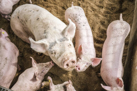 Hochformatige Ansicht von Schweinen im Schweinestall, lizenzfreies Stockfoto