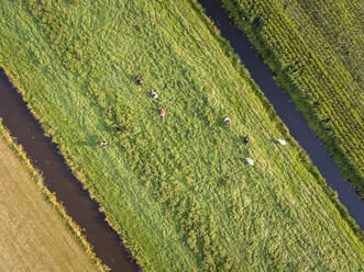 Luftaufnahme von Kühen auf einer Wiese in den Niederlanden. - AAEF01565