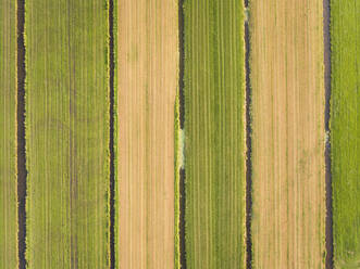 Aerial view of fields in Netherlands. - AAEF01566