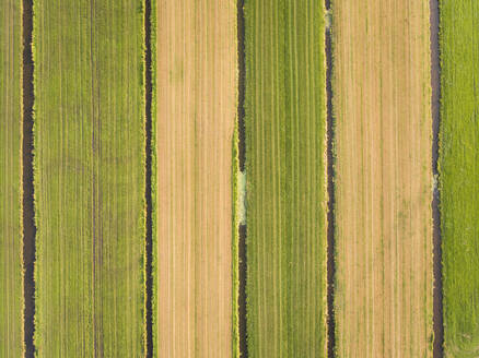 Luftaufnahme von Feldern in den Niederlanden. - AAEF01566
