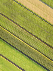 Aerial view of fields in Netherlands. - AAEF01568