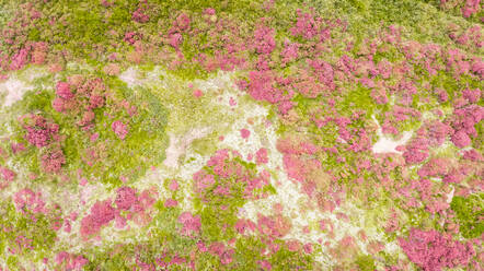 Abstract aerial view of vegetation on Frisian Islands, the Netherlands. - AAEF01571