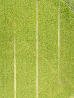 Luftaufnahme einer grünen Wiese. - AAEF01589