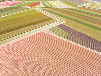 Luftaufnahme von Tulpenfeldern in den Niederlanden. - AAEF01612