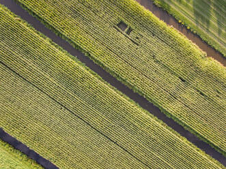 Luftaufnahme von Maisfeldern in den Niederlanden. - AAEF01677