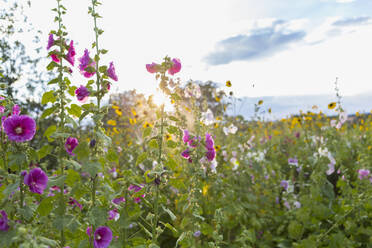 Wildblumen auf einem Feld - BLEF13880