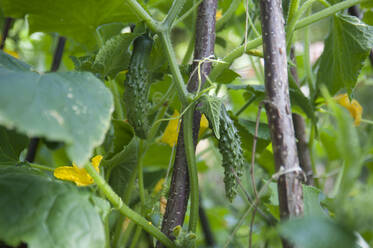 Nahaufnahme von Zucchinis, die an Pflanzen im Garten wachsen - GISF00451