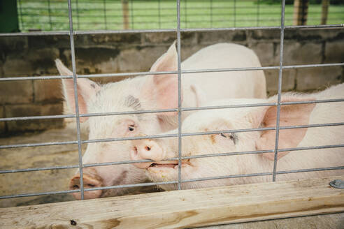 Schweine spähen durch den Zaun eines Bauernhofs - BLEF14303