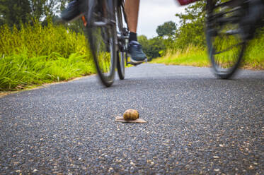 Nahaufnahme einer Schnecke auf der Straße - FRF00866