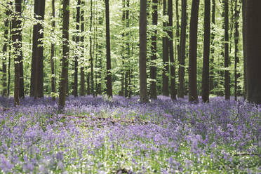 Bäume und Blauglockenblumen im Nationalpark Hallerbos, Belgien - MOMF00744