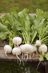 Close up of fresh turnips - BLEF14486