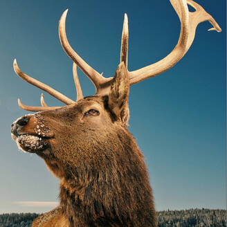 Close up of elk with antlers under blue sky in winter - BLEF14585