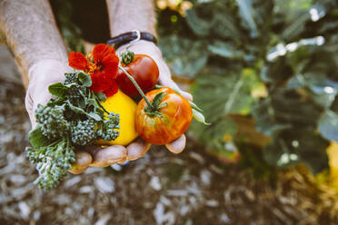 Nahaufnahme von Händen, die frisches Obst und Gemüse im Garten halten - BLEF14596