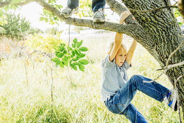 Caucasian boys climbing tree - BLEF14627