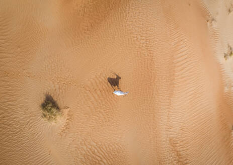 Luftaufnahme einer einzelnen Ziege in der Wüstenlandschaft, Abu Dhabi, V.A.E - AAEF01848