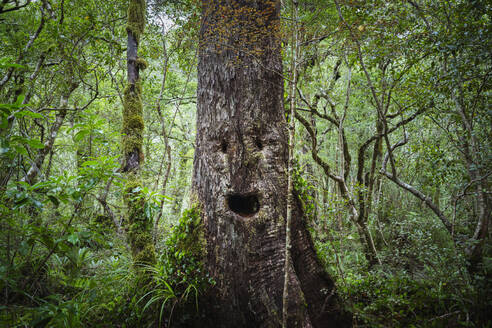 Gesicht wächst auf Baum in üppigem Wald - BLEF14637