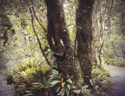 Gesicht wächst auf Baum in üppigem Wald - BLEF14638