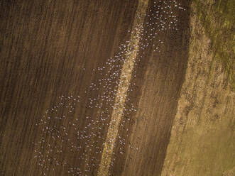 Luftaufnahme von Vögeln, die über Ackerland in Estland fliegen. - AAEF02031