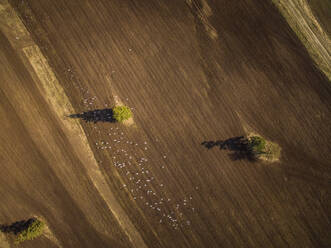 Luftaufnahme von Vögeln, die über Ackerland in Estland fliegen. - AAEF02033