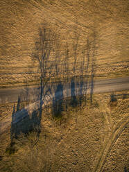 Luftaufnahme von Bäumen Schatten bei Sonnenuntergang auf dem Land auf der Insel Vormsi in Estland. - AAEF02039