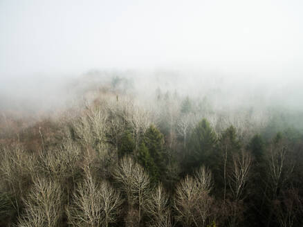 Luftaufnahme eines nebligen Waldes in Estland. - AAEF02046