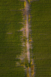 Aerial view of a car driving on a straight road surrounded by farmland in Estonia countryside. - AAEF02051