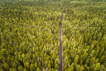 Luftaufnahme einer geraden, leeren Straße, die durch einen großen nordischen Kiefernwald in Estland führt. - AAEF02053