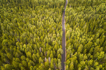 Luftaufnahme eines Autos, das auf einer geraden, leeren Straße durch einen großen nordischen Kiefernwald in Estland fährt. - AAEF02054