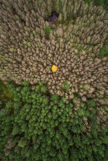 Luftaufnahme eines einsamen gelben Baumes inmitten eines Kiefernwaldes in Estland. - AAEF02081