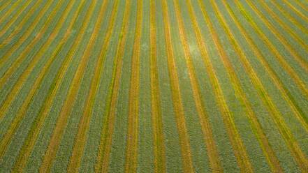 Aerial view of an agricultural field after harvest in late autumn in Naperville, IL in the United States. - AAEF02111