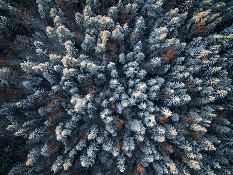 Luftaufnahme eines verschneiten Waldes im Winter in Estland., lizenzfreies Stockfoto