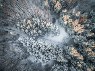 Aerial view of snowy road in the forest in Estonia. - AAEF02118