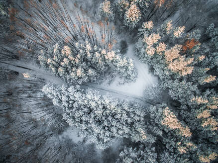 Luftaufnahme einer verschneiten Straße im Wald in Estland. - AAEF02118