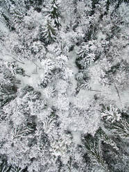 Aerial view of snowy forest in Estonia. - AAEF02128