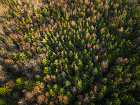 Luftaufnahme eines Waldes während der Herbstsaison in Estland., lizenzfreies Stockfoto