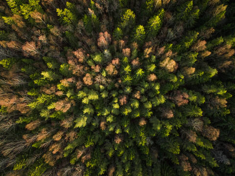 Luftaufnahme eines Waldes während der Herbstsaison in Estland., lizenzfreies Stockfoto