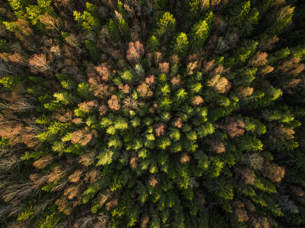 Aerial view of a forest during fall season in Estonia. - AAEF02146