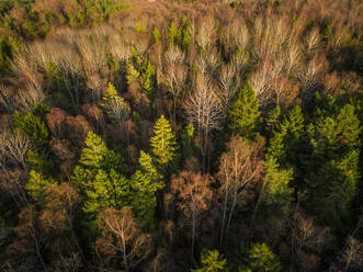 Luftaufnahme eines Waldes während der Herbstsaison in Estland. - AAEF02148