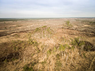 Luftaufnahme von Bäumen und trockenem Boden auf dem Land in Estland. - AAEF02192