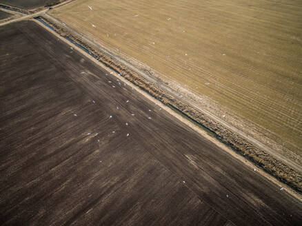Luftaufnahme von Vögeln, die über Ackerland in Estland fliegen. - AAEF02195