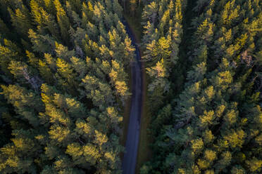 Aerial view of a road in the middle of the nordic pines forest in Estonia. - AAEF02212