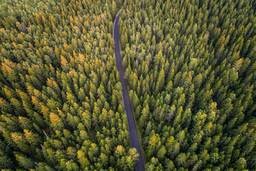 Luftaufnahme einer geraden, leeren Straße durch den nordischen Kiefernwald in Estland. - AAEF02216