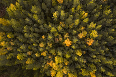 Luftaufnahme eines bunten nordischen Waldes im Herbst in Estland. - AAEF02225